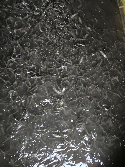 Puiet păstrav 10-50gr,Fantanel și Curcubeu