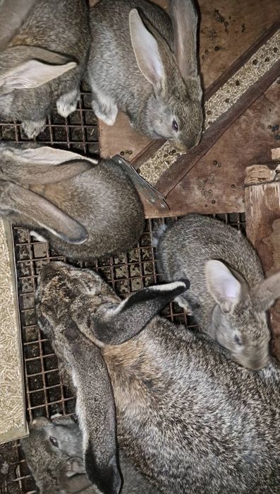 Зайци заек зайчета Фландър