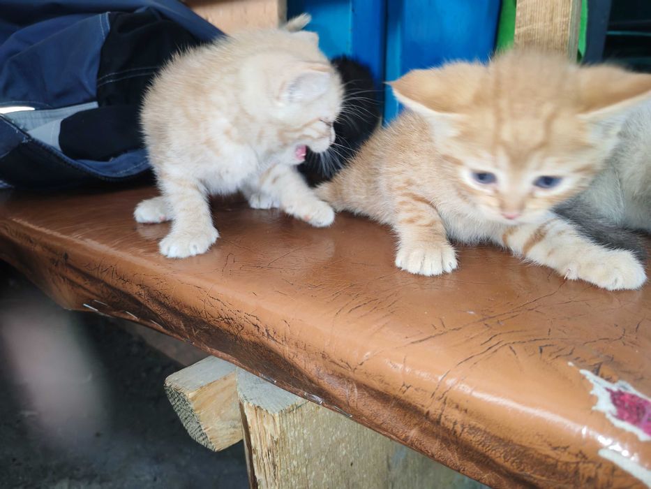 Дарю котят в хорошие руки