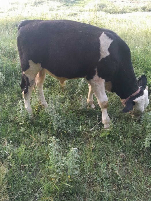 Vand tauraș bălțată românească din montă mai multe detalii la 0792973518