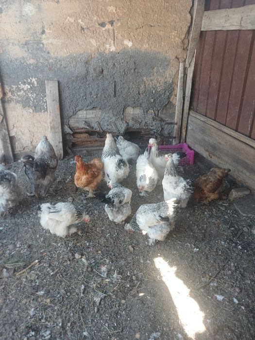 Продам курей брама