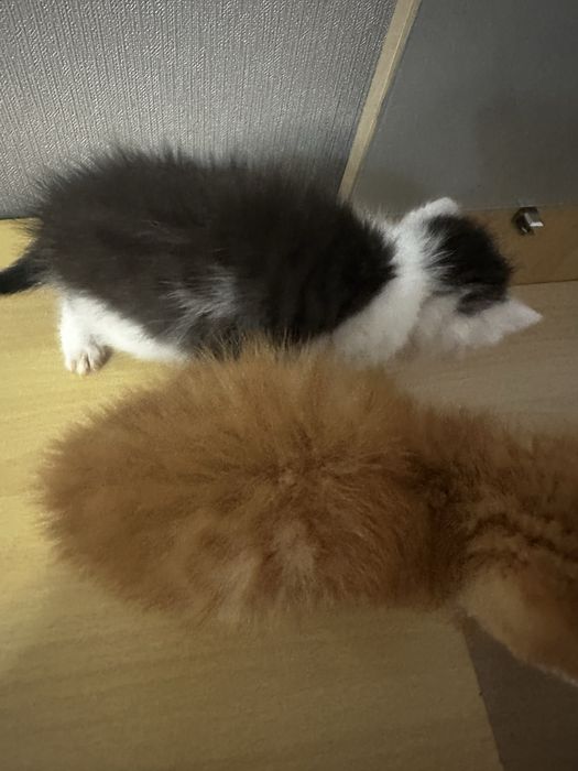 Котята котята котята