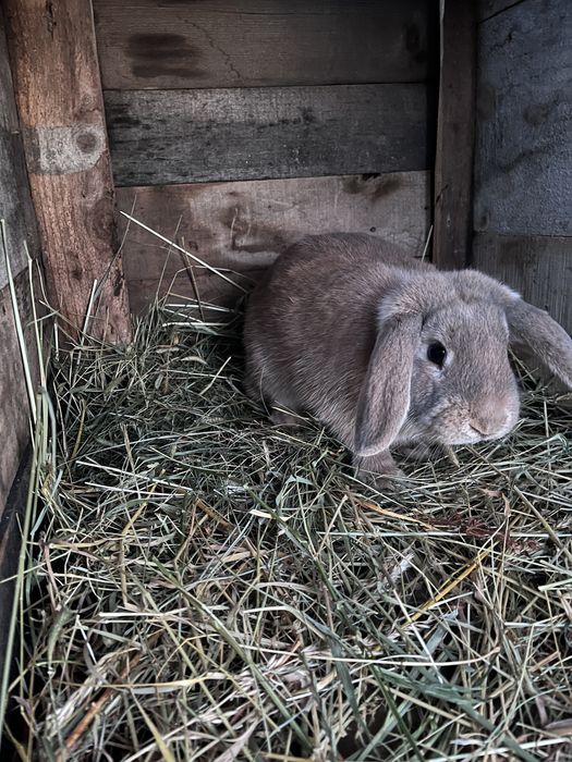 Iepuri de diferite rase