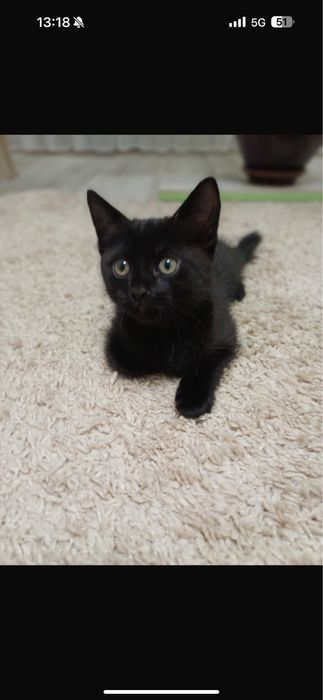 ласковый котенок мальчик