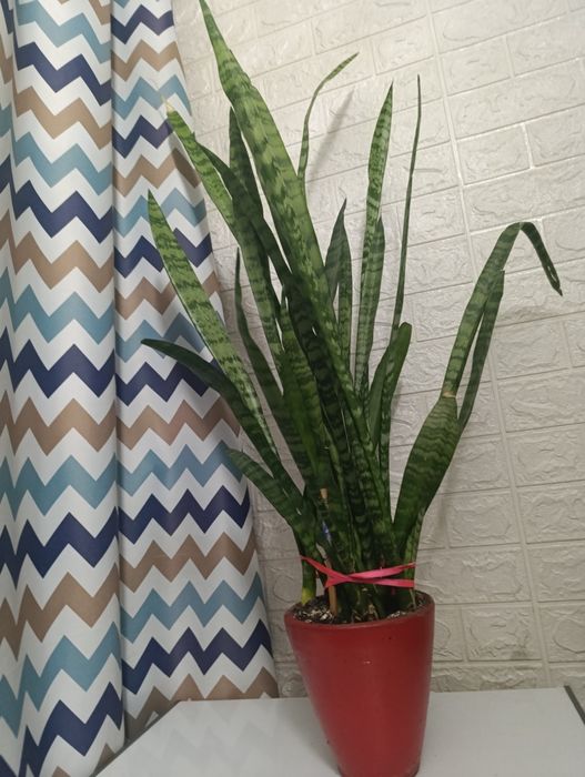 Комнатный цветок, "Ослиные уши"