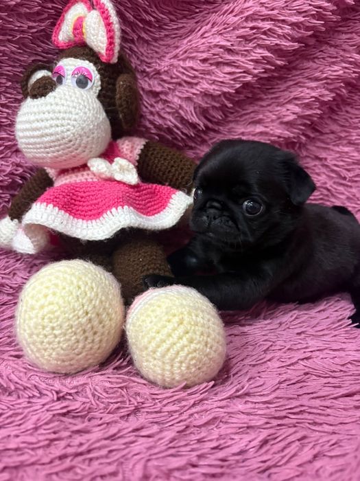 Собаки животные мопсы