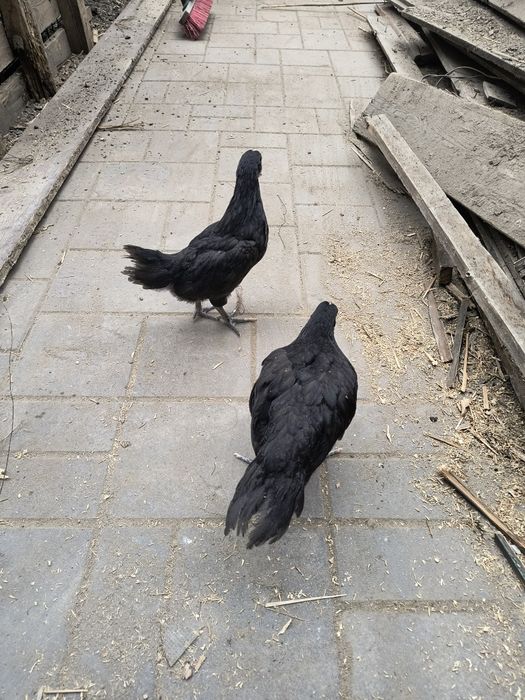 Puișori australorP negru