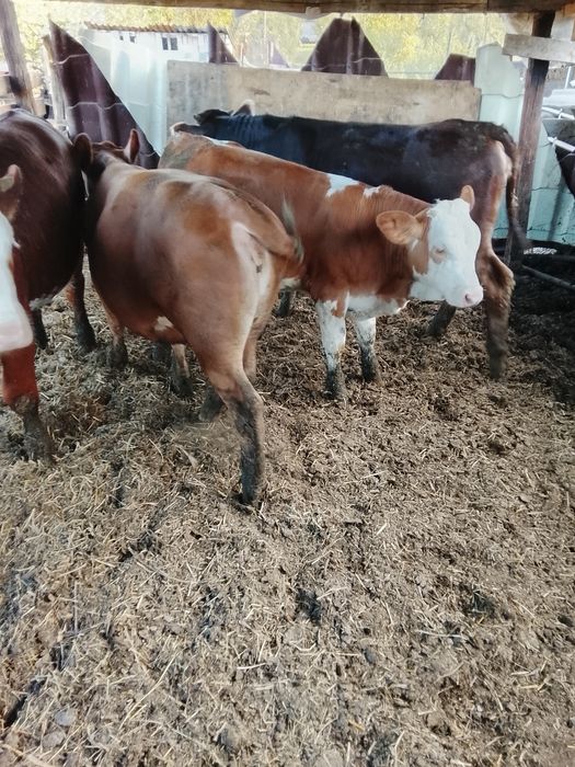 Vând 4 vițele bălțate