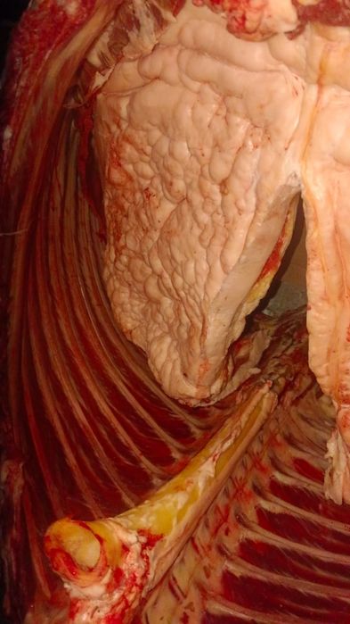 Конина Мясо Байтал