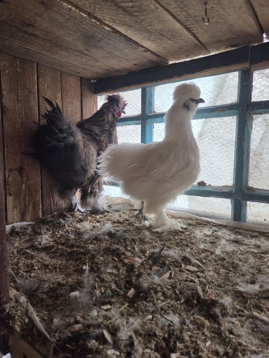 Продам молодую пару китайских шелковых.