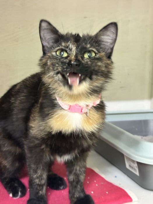 Кошечка Масяня в добрые руки