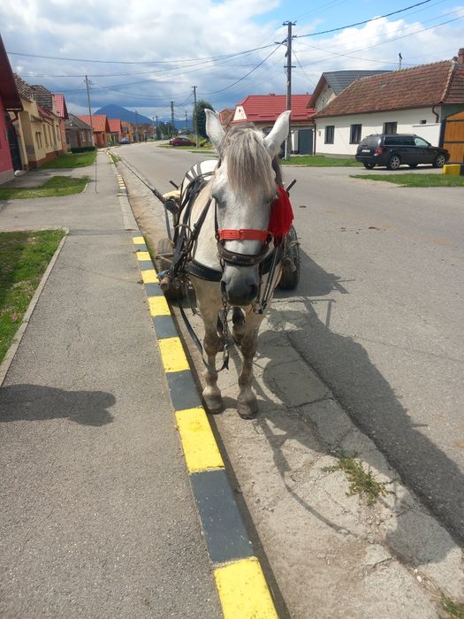 Vând o iapa de 9 ani