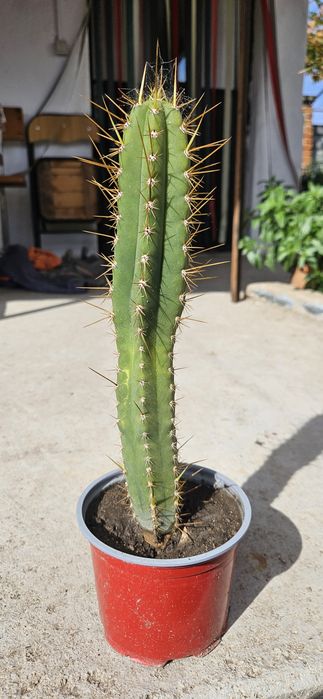 Кактус Сан педро (T. Peruvianus)
