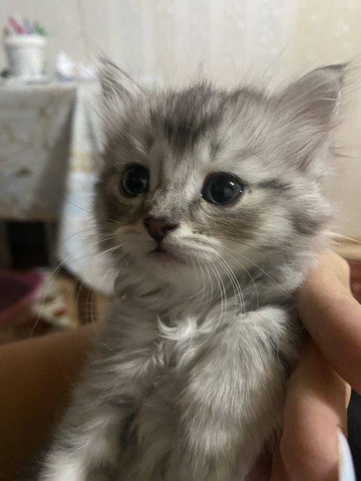 Продаются котята