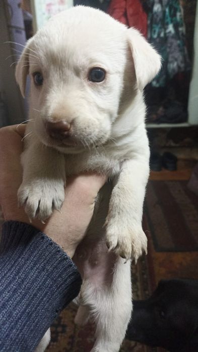 Продам щенков лабрадора