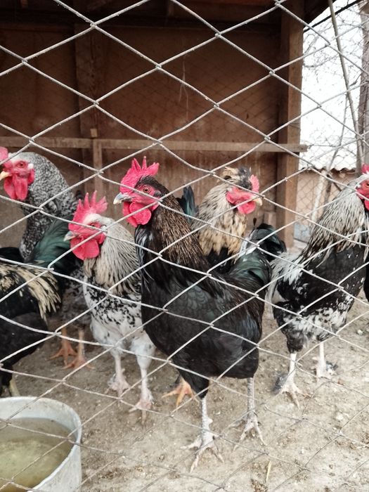 Әтеш,қораз,петух