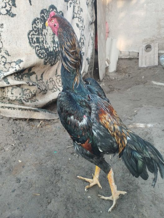 Дакан бойцовый кораз