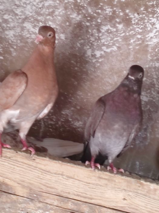 Vând porunbei cernavoda 30 de lei bucata