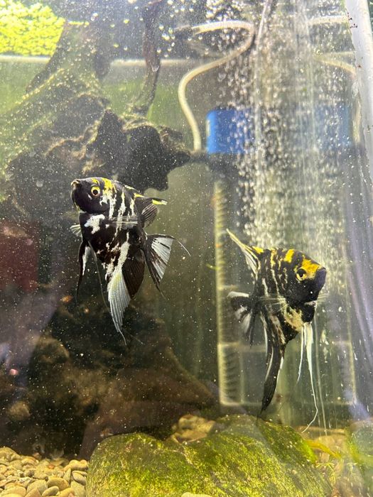 Продам аквариуных рыбок и растания