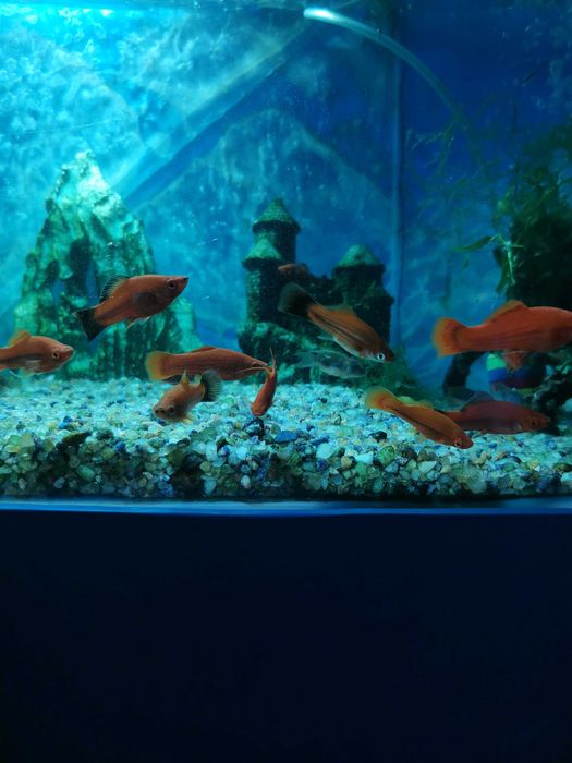 Аквасалон,, Ковчег " живородки