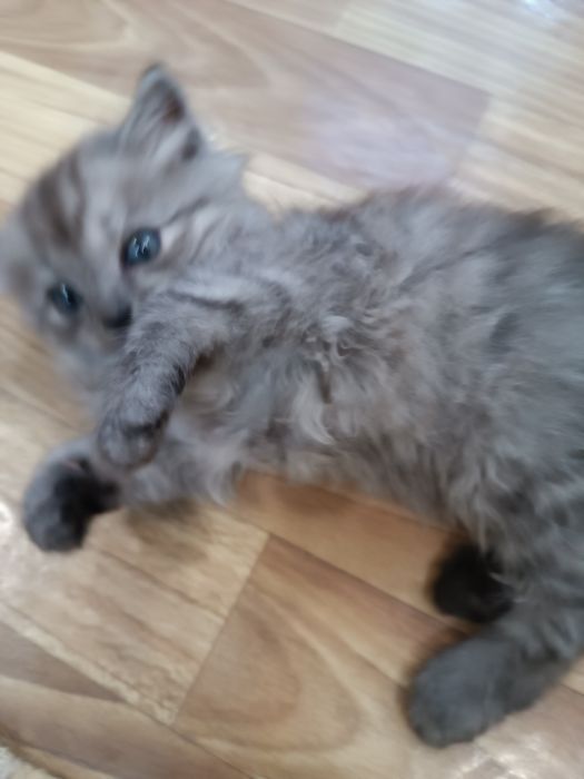 Котята в добрые руки.