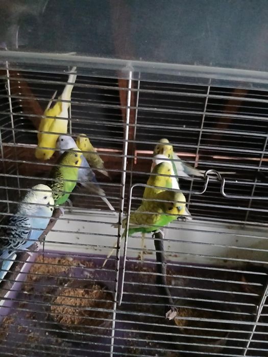 vand perusi pereche sau la bucata