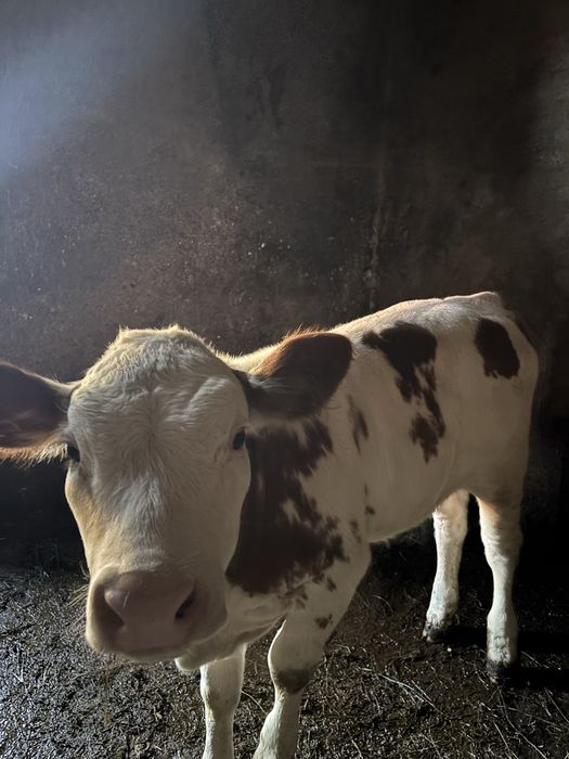 Vând vițică de 10 săptămâni