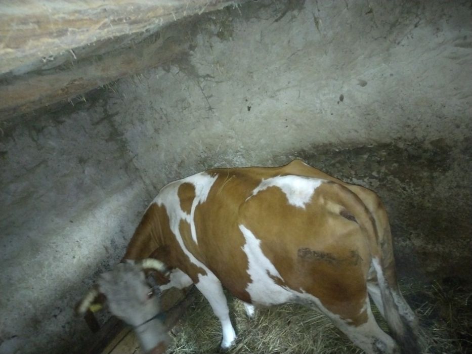 Vând vaca gestanta