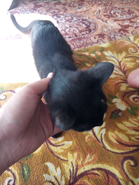 Qora rangli uy mushugi sotiladi