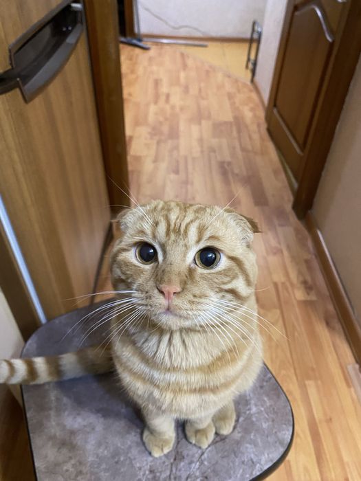 Отдам кота вислоухи