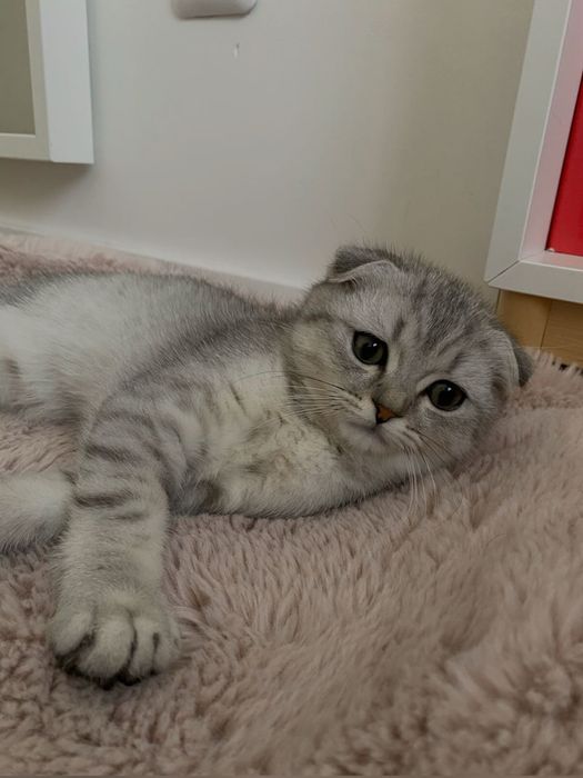 Котенок - шотландская вислоухая
