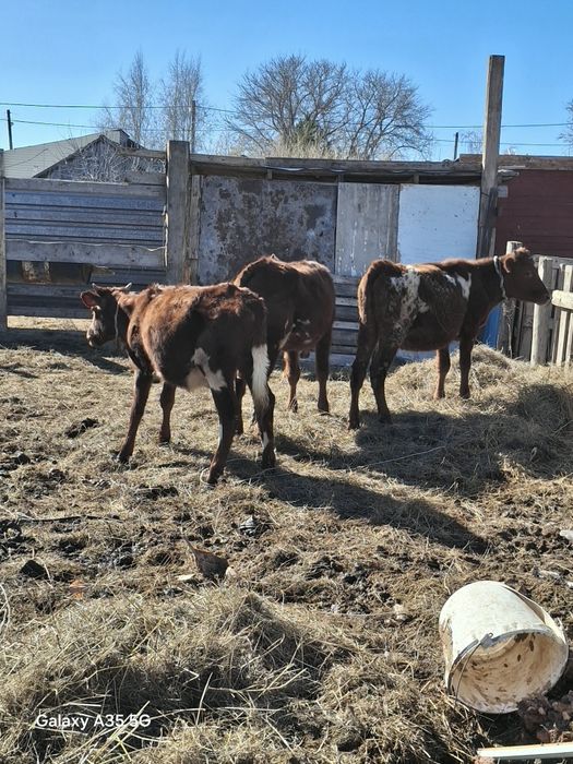 Продаю телечок 3головы