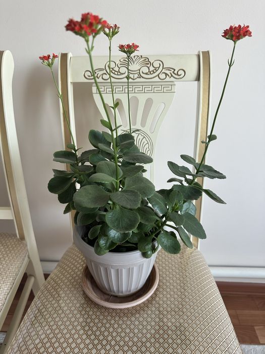 уйден осipiлген гулдер