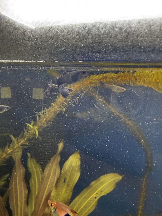 Гуппи синяя московская самцы