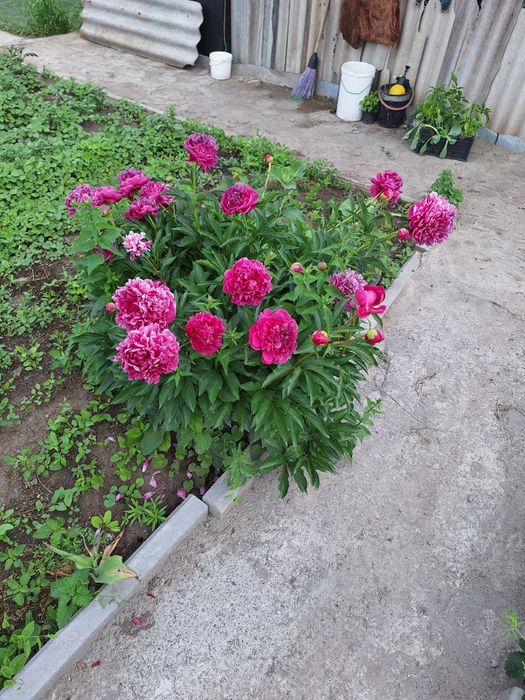 Продам дачу в Сортировке, общество Ромашка