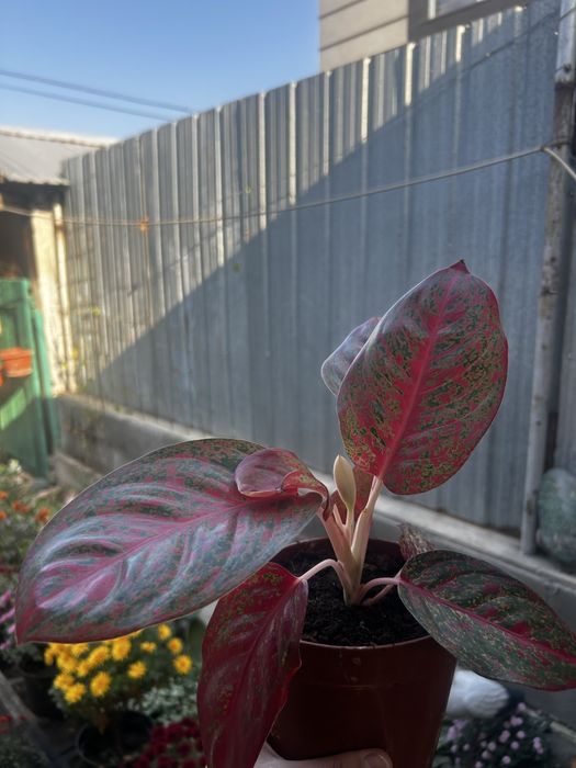 Комнатные цветы.