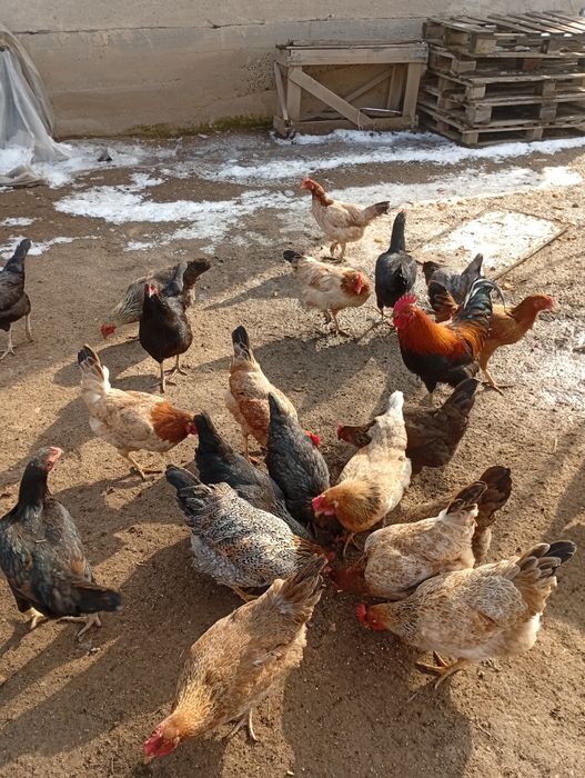 Домашний тауық сатылады