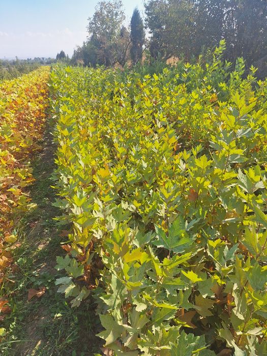 Ясин дарахт тошкентга даставка бор