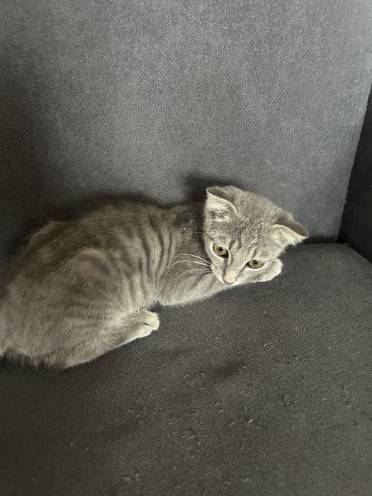 Котенок в хорошие руки