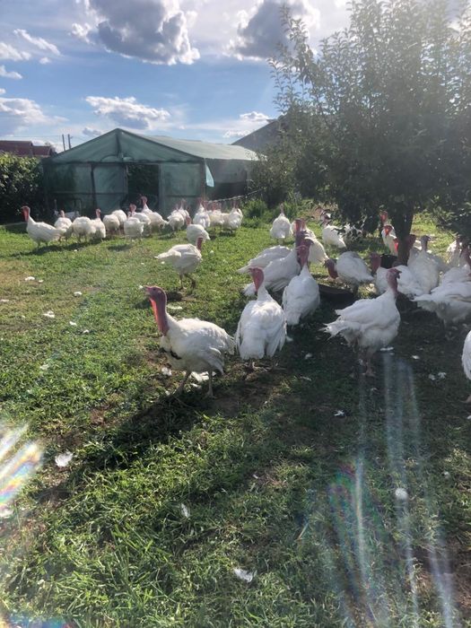 Curcani crescuti in curte in aer liber