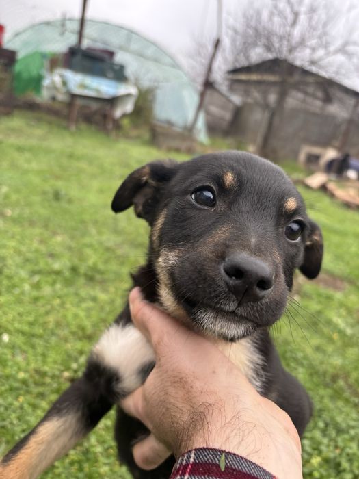 Cateluse spre adoptie