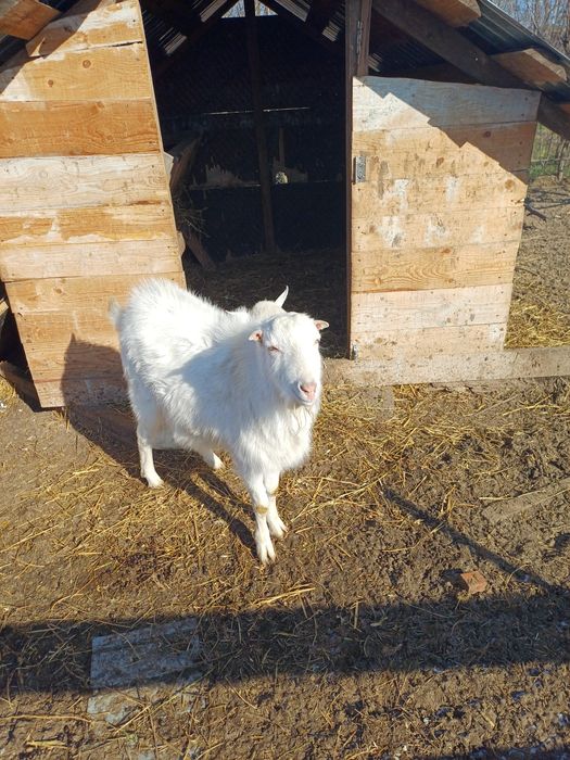 Țap sanen de vânzare sau schimb cu capră din aceeași rasă