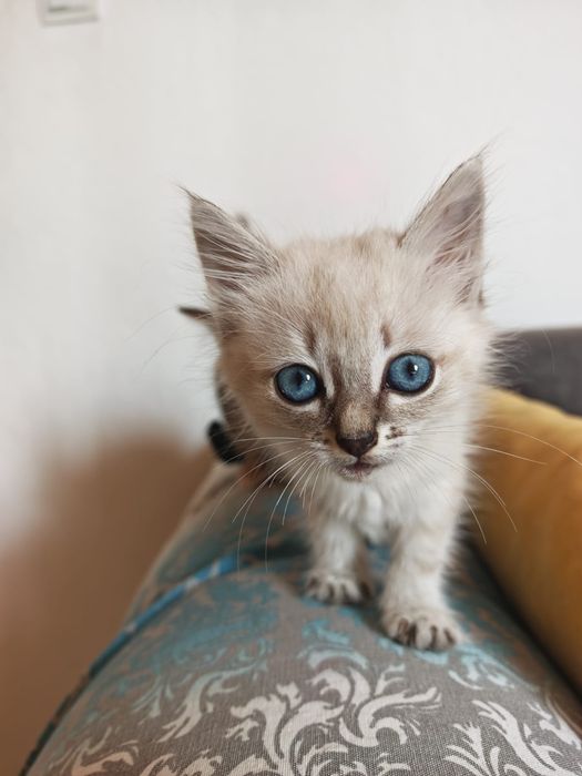 Милая котята ищет дом