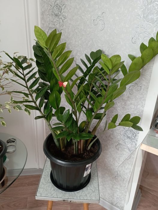 Цветы домашние, очень красивые