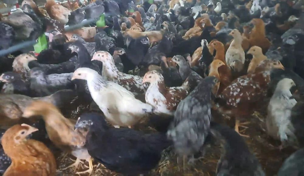 Boboci de rață, boboci rață  mută ,boboci de gâscă, pui de gaina,pui de bibilica ,puicuțe ouatoare