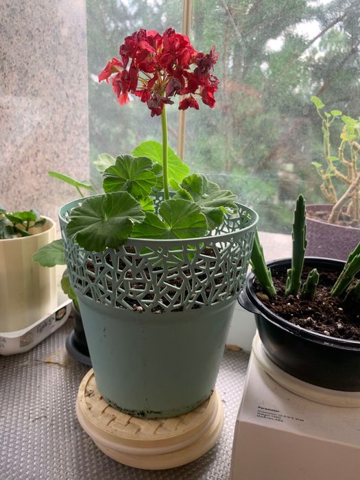 Диффенбахия, юкка и другие