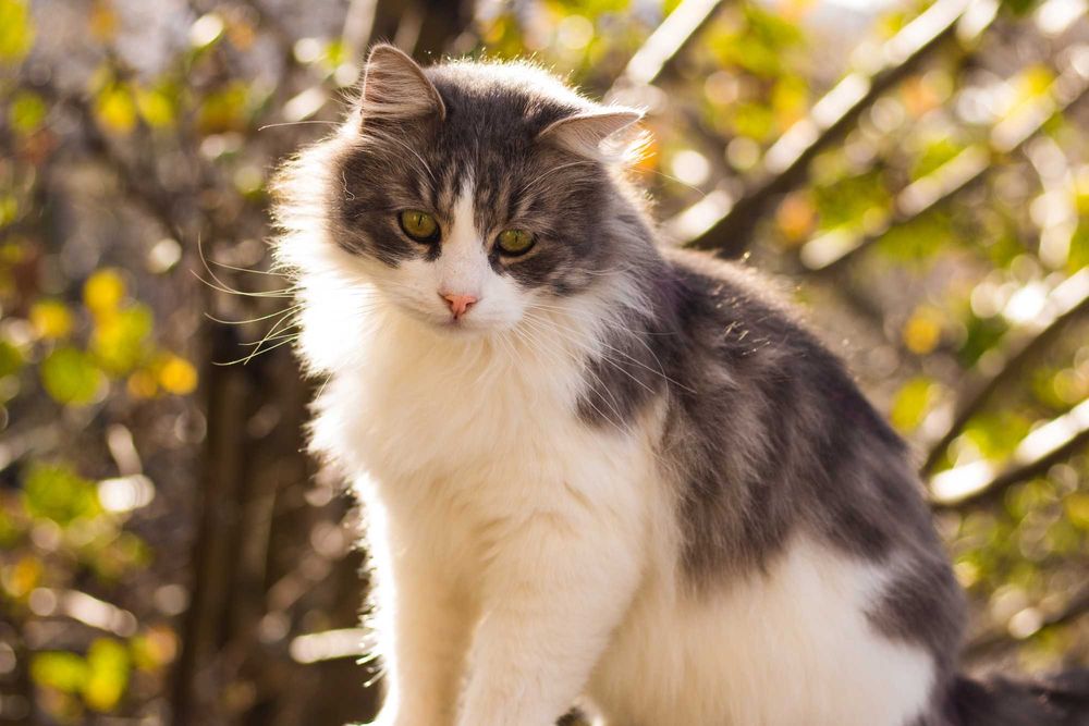 Canon EOS 700D + EF 50mm f/1.8 STM