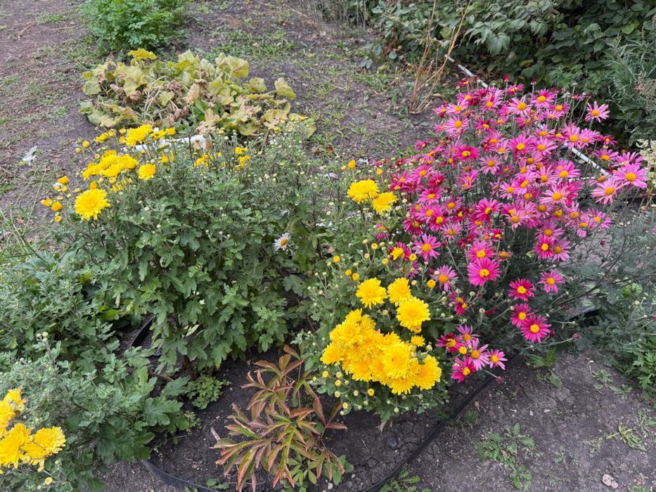 Продам дачу д/о Каштан