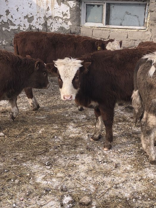 30 бас ұрғашы торпақтар сатылады