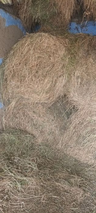 Baloți de lucernă rotunzi